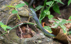 Philothamnus thomensis