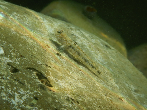 Painted Goby, Izola, SI-JP, SI, photo 6 of 10