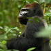 Western Gorilla - Photo (c) simben, some rights reserved (CC BY-NC-ND), uploaded by simben