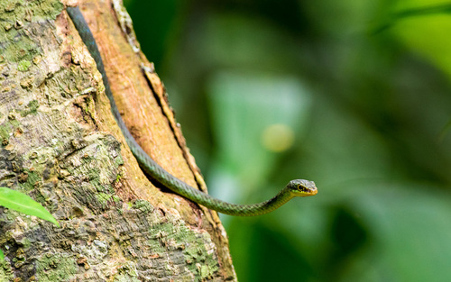 Sao Tome and Principe Check List · iNaturalist