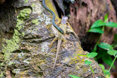 Philothamnus thomensis