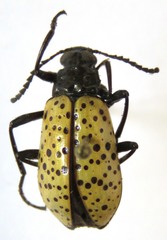 Cuphotes elongatus