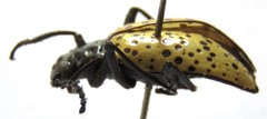 Cuphotes elongatus