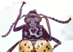 Cuphotes elongatus
