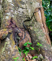 Philothamnus thomensis