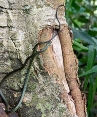 Philothamnus thomensis