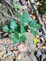 Pachysandra procumbens