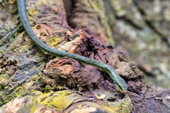 Philothamnus thomensis