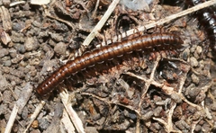 Notodesmus scotius