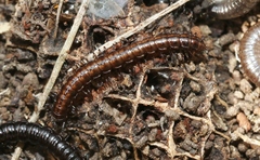 Notodesmus scotius