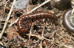 Notodesmus scotius
