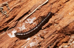 Notodesmus scotius