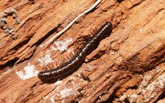 Notodesmus scotius