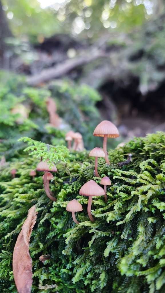 Mycena haematopus · May 2023 · photo: © laflorifunga_ (iNaturalist, cc-by)