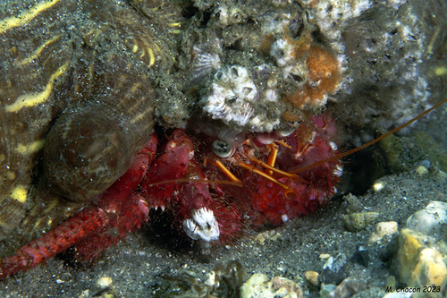 Red Hermit Crab, puente mayorga, photo 6 of 10
