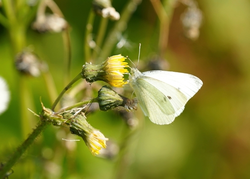 Pieris rapae