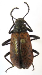 Cuphotes elongatus