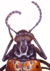 Cuphotes elongatus