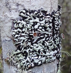 Menegazzia