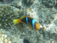 Amphiprion chrysopterus
