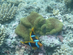 Amphiprion chrysopterus