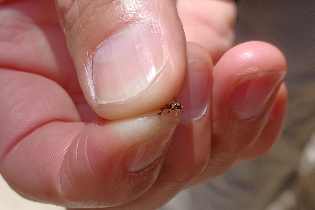 Double-banded Fen Fly