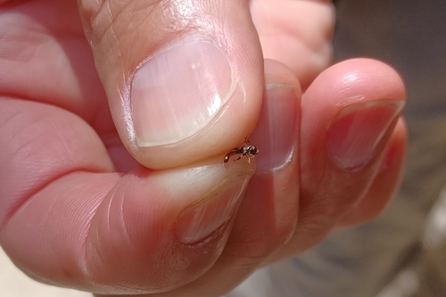 Double-banded Fen Fly