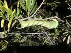 Manduca rustica