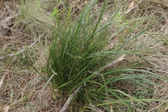 Dianella brevicaulis