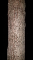 Acer rubrum
