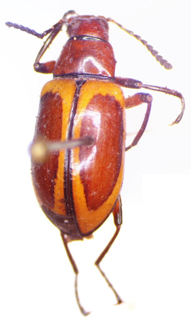 Poecilesthus chontalensis