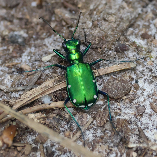 Six-spotted Tiger Beetle photo 5