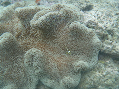 Amphiprion chrysopterus
