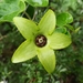 Matelea suberifera - Photo (c) Carlos G Velazco-Macias, some rights reserved (CC BY-NC), uploaded by Carlos G Velazco-Macias