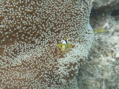 Amphiprion chrysopterus