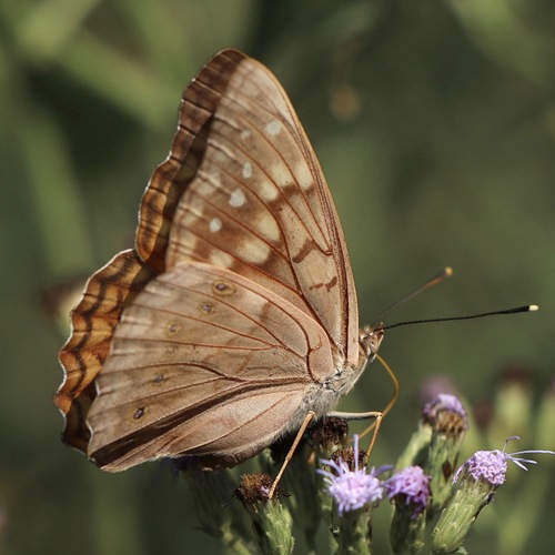 Tawny Emperor, photo 2 of 10