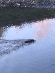 Myocastor coypus