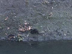 Myocastor coypus