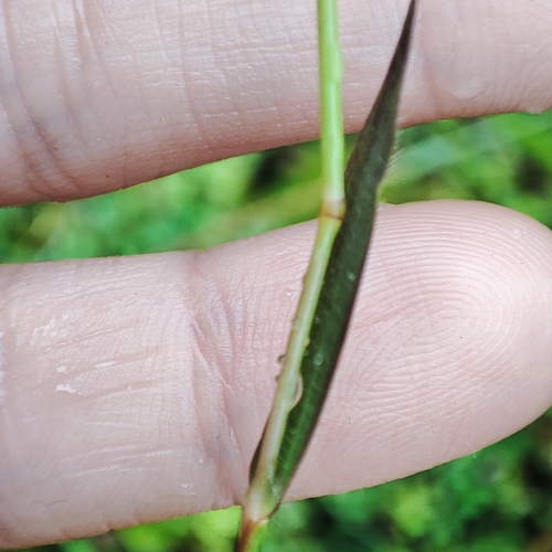 Image of Polytrias indica by no rights reserved