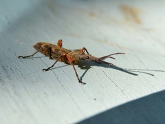 Lasiorhynchus barbicornis