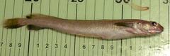 Enchelyopus cimbrius
