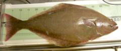 Hippoglossus hippoglossus