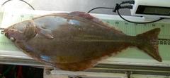 Hippoglossus hippoglossus