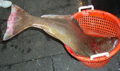 Hippoglossus hippoglossus
