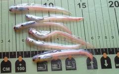 Atlantic Soft Pout photo 5