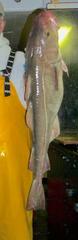 Gadus morhua