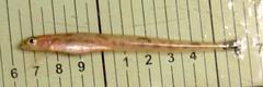 Leptoclinus maculatus