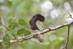 Microlobius foetidus