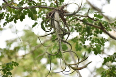 Tillandsia intermedia