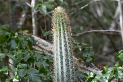 Pilosocereus